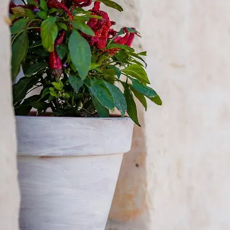Guest house Trullitria