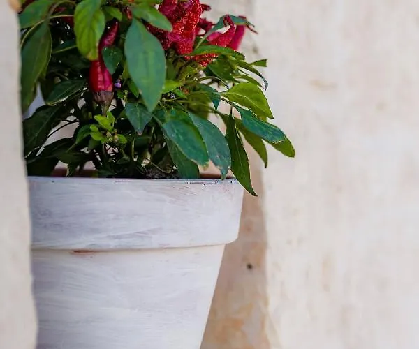 Casa de hóspedes Trullitria